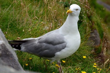 European herring gull, Slea Head, Ireland