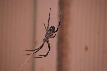 Garden Spider and Eggs
