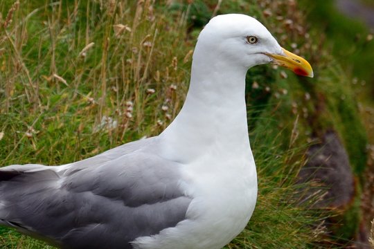 European herring gull, Slea Head, Ireland