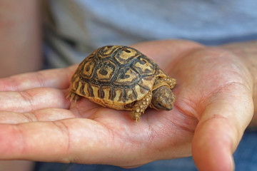 Baby turtle in hand