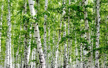 Foto op Aluminium Witte berkenbomen in het bos in de zomer © Prikhodko