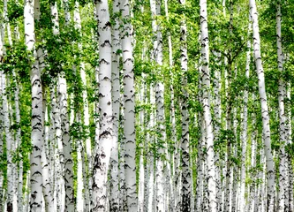 Zelfklevend Fotobehang Witte berkenbomen in het bos in de zomer © Prikhodko