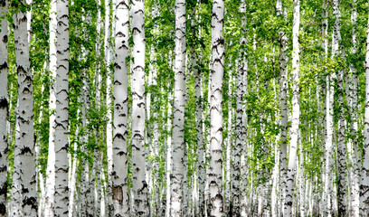 Weiße Birken im Wald im Sommer