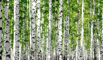 Foto op Plexiglas Berkenbos Witte berkenbomen in het bos in de zomer