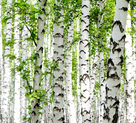 Witte berkenbomen in het bos in de zomer