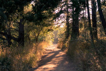 path in forest