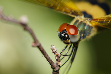 Close-up of dragonfly (Rhyothemis variegata) on nature background. Insect Animal