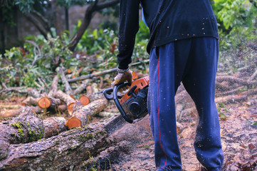 Men use saws to cut branches