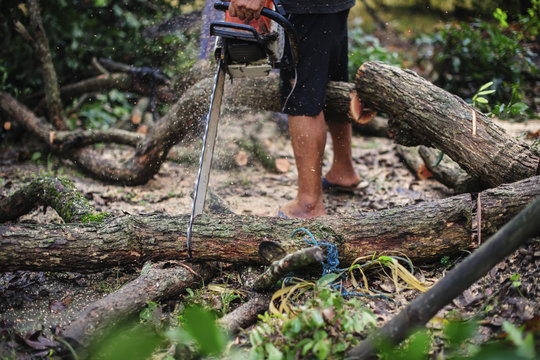 Men use saws to cut branches