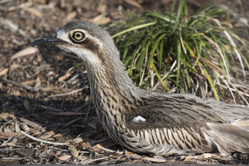 Bush stone-curlew, Queensland, Australia.