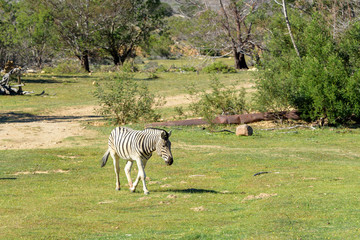 Zebra