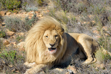 Lion