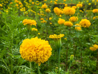 marigold / yellow flowers