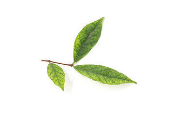 Fototapeta premium Green leaf isolated on the white background