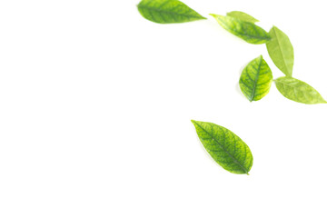 Green leaf isolated on the white background