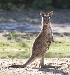 Grey kangaroos in outback Queensland,Australia.