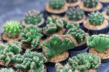 Little cactus plant in flowerpot. Many cactus for garden decoration