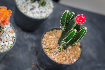 Little cactus plant in flowerpot. Many cactus for garden decoration