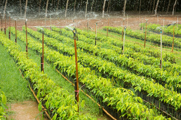 Watering vegetables plantation using springer.