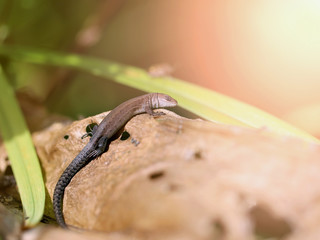Photo of a funny little lizard