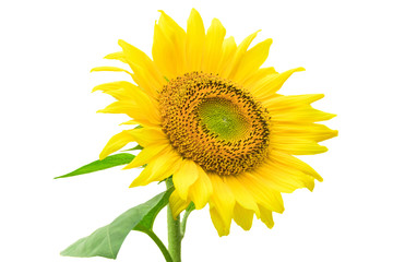 Fototapeta premium Sunflower isolated on white background with clipping path by Macro lens .