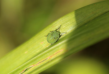 Nature photo a small bug