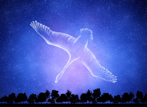 白鳥座 Images – Browse 179 Stock Photos, Vectors, and Video