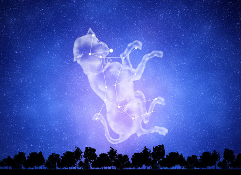 大犬座」の写真素材 | 42件の無料イラスト画像 | Adobe Stock