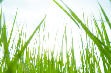 blurry field of grass and sun in morning,water drop on grass