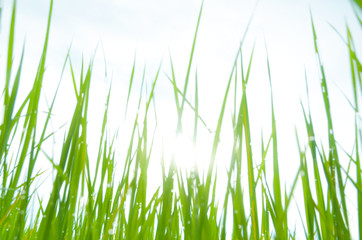 Fototapeta na wymiar blurry field of grass and sun in morning,water drop on grass
