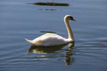 Obraz premium White swan floating on the lake
