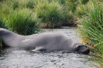 Fototapeta premium King Penguins on Gold Harbour