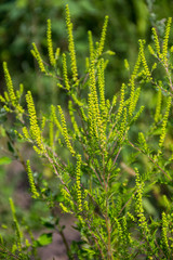 Ragweed plants