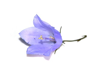 Harebell Campanula rotundifolia flower isolated on white background