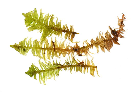 Knights plume moss Ptilium crista-castrensis