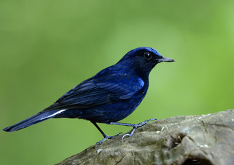White-tailed robin (Cinclidium leucurum) beautiful dark blue bird perching on wooden log over fine green background, exotic nature