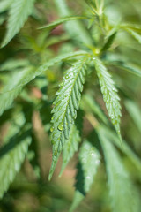 Marijuana fan leaf with water droplets