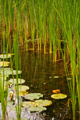 Water reeds in a pond with lily pads