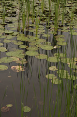 A pond with lily pads and reeds and reflections