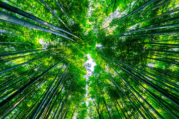 Fototapeta na wymiar Tall bamboo forest