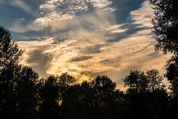 Forest Sunset