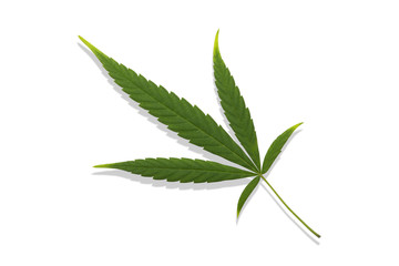 Close​ up​ of​ Marijuana​ leaves, which are herb on a white​ color background​. Cannabis​ hemp.