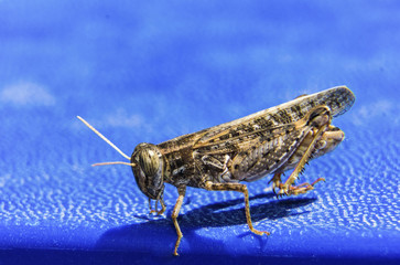 Insect Grasshopper Grey on a blue textured background