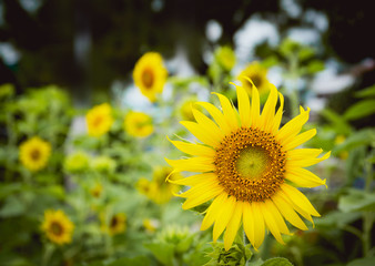 Obraz premium Sunflower field. Sunflowers garden. Sunflowers have abundant health benefits.