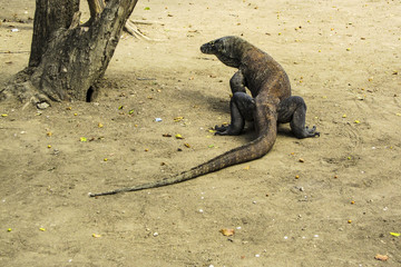 Fototapeta premium Komodo Dragon in Komodo Island National Park, Indonesia