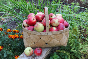 Крупные красные яблоки в корзине