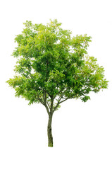 Fototapeta premium tree isolated on white background