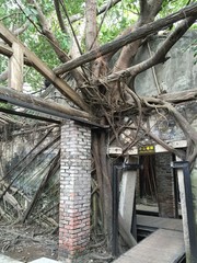 台南　旅　安平樹屋