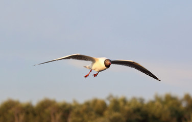 Seagull flying in the blue sky.