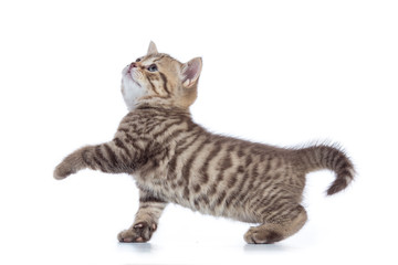 Fototapeta premium scottish cat kitten walking isolated on white background